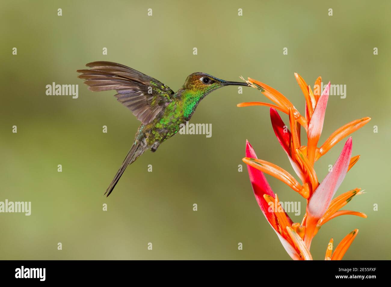 Violett-fronted Brillant Männchen, Heliodoxis leadbeateri, Fütterung an Blume. Stockfoto