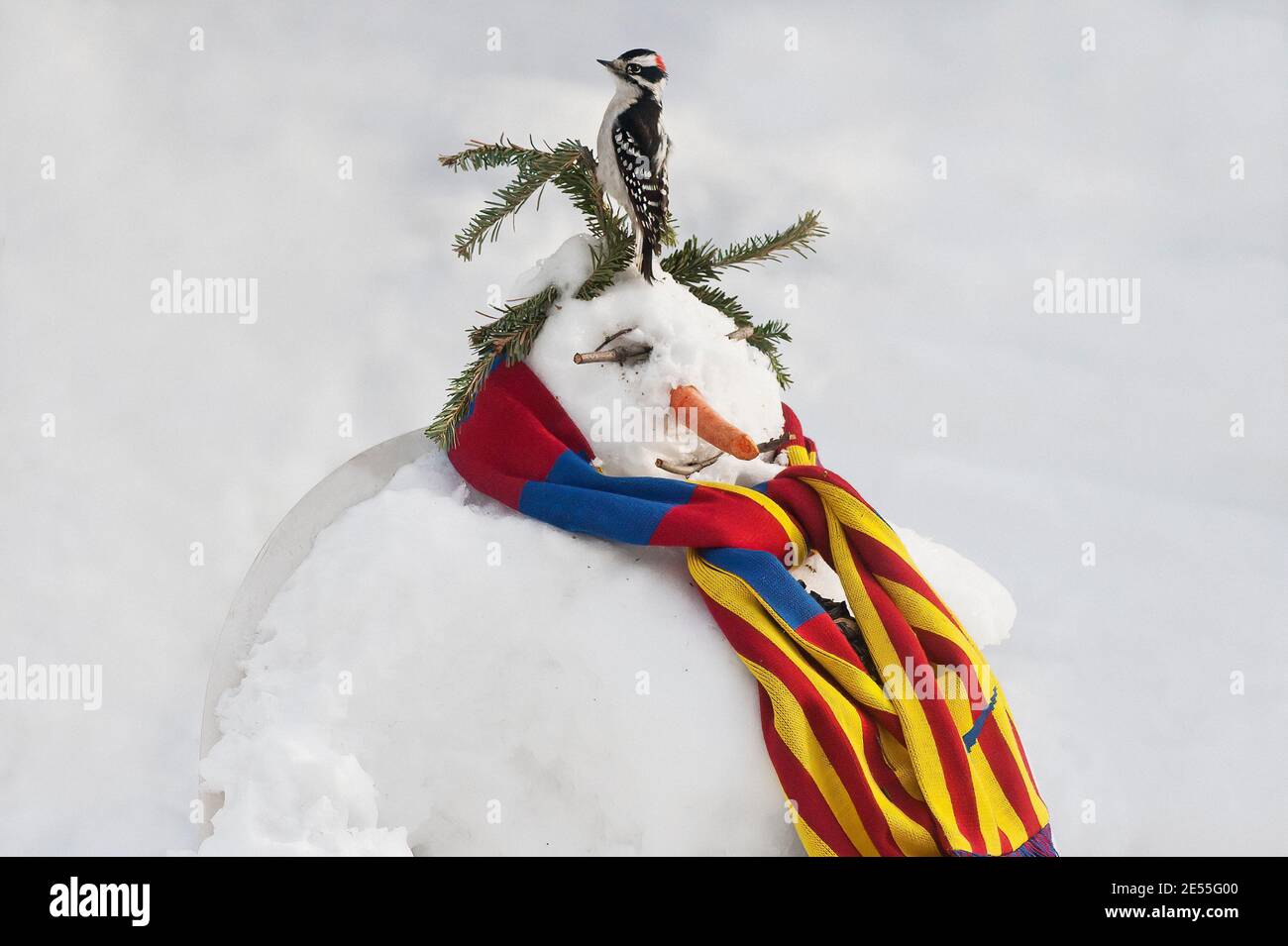 Flauschspecht und Hinterhof Schneemann trägt Schal Stockfoto