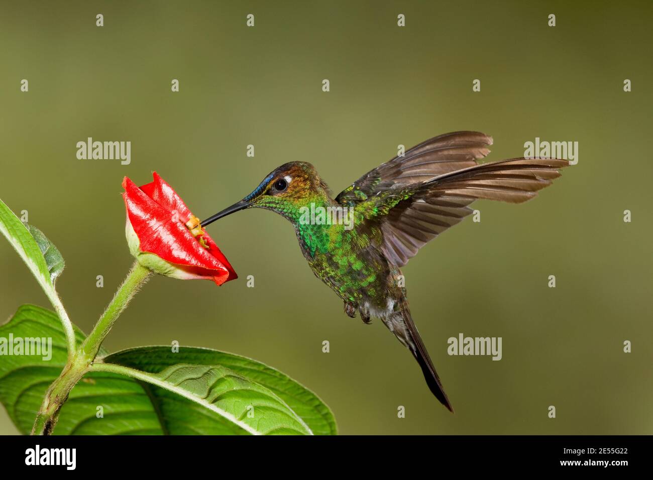 Violett-fronted Brillant Männchen, Heliodoxa leadbeateri, Fütterung an Blume. Stockfoto