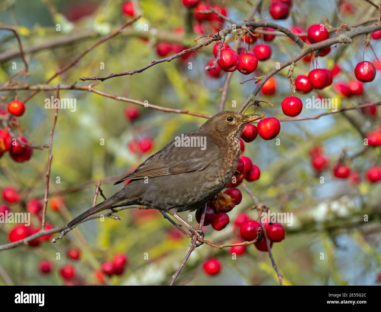 Amseln Turdus merula Weibchen Fütterung von reifen Krabben Äpfel Norfolk Januar Stockfoto