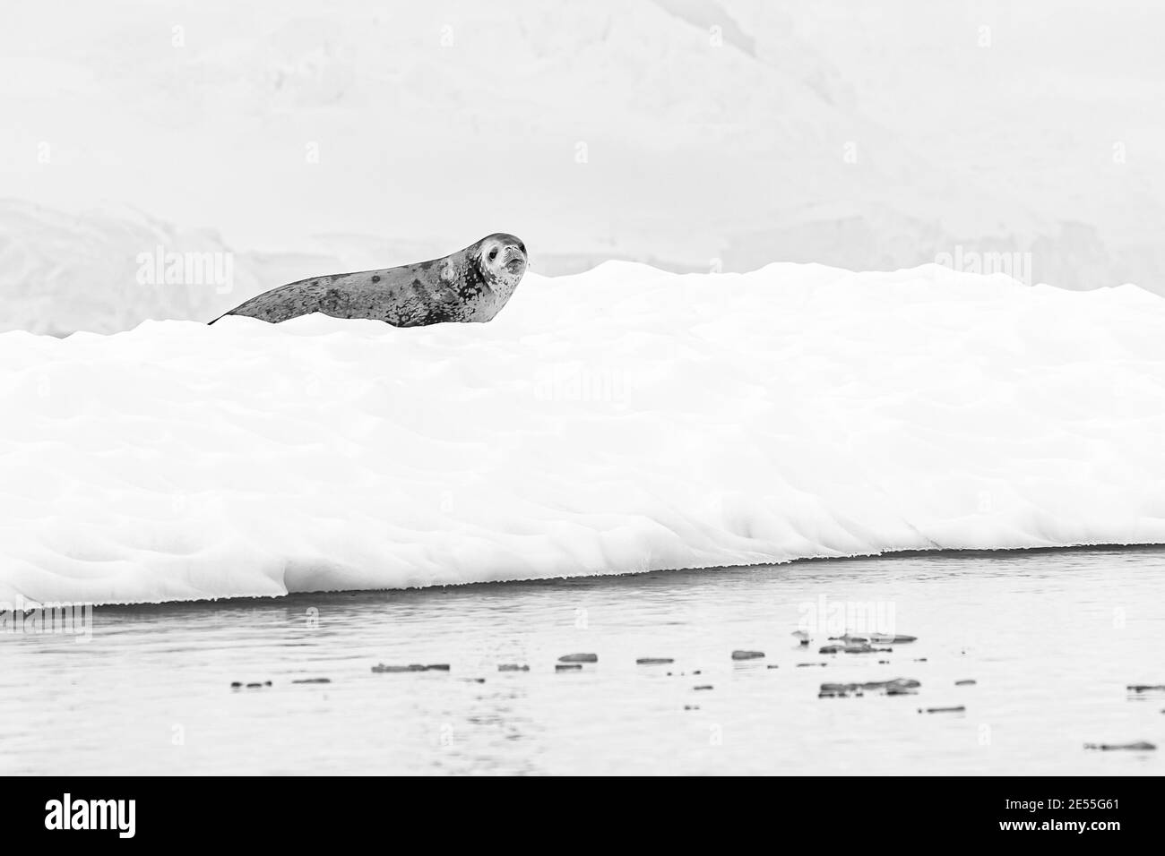 Eine einbeinige Krabbenrobbe ruht auf einem kleinen Eisberg, der mit Schnee bedeckt ist. Schwarzweiß-Foto. Stockfoto