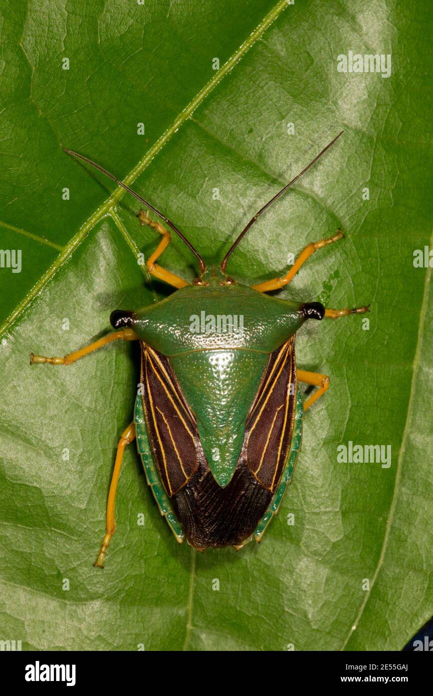 Nicht Identifizierter Stinkfehler, Pentatomidae. Länge 27 mm. Stockfoto