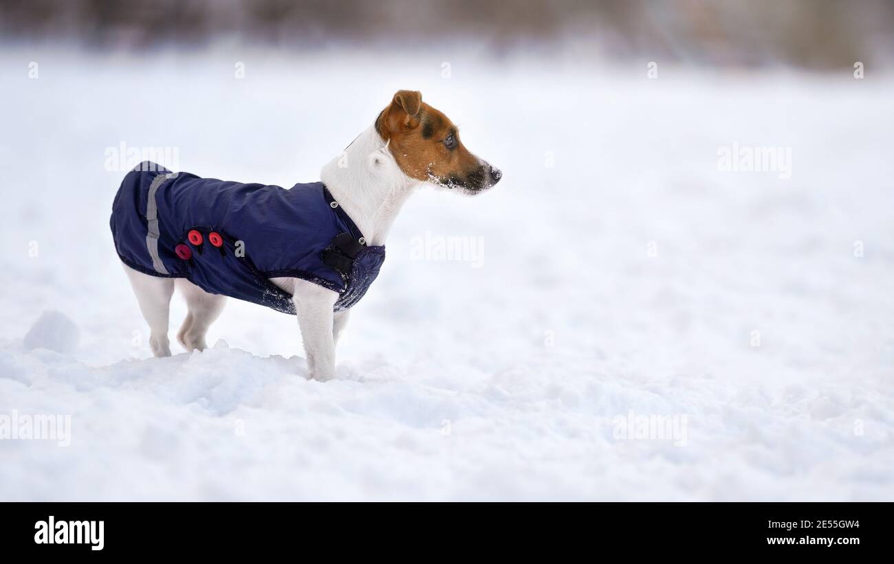 Jack russell terrier standing in Stockfotos und -bilder Kaufen - Seite 3 -  Alamy