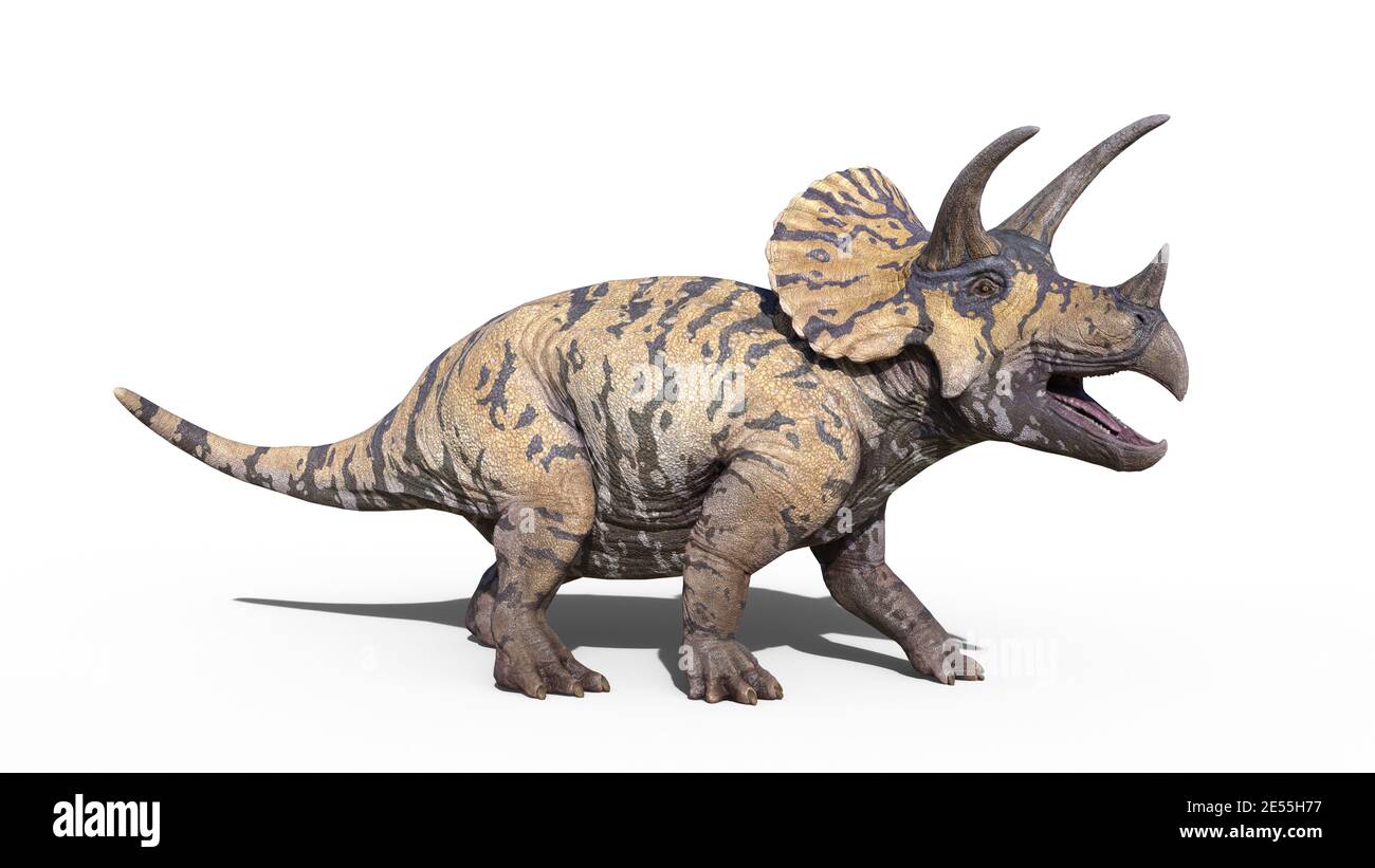 Triceratops, Dinosaurier Reptil brüllen, prähistorische Jurassic Tier isoliert auf weißem Hintergrund, 3D-Illustration Stockfoto