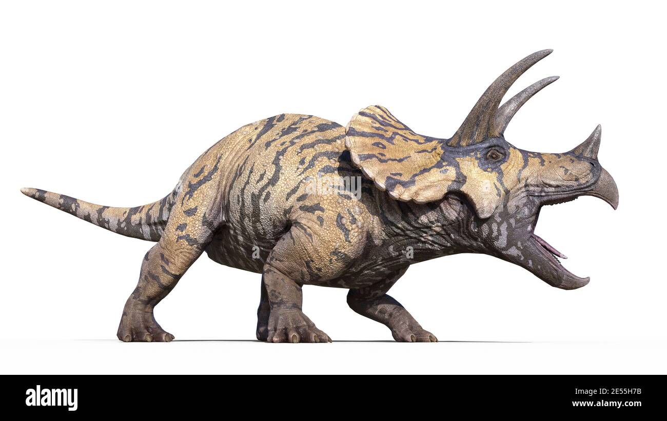 Triceratops, Dinosaurier Reptil brüllt, prähistorische Jurassic Tier isoliert auf weißem Hintergrund, 3D-Illustration Stockfoto
