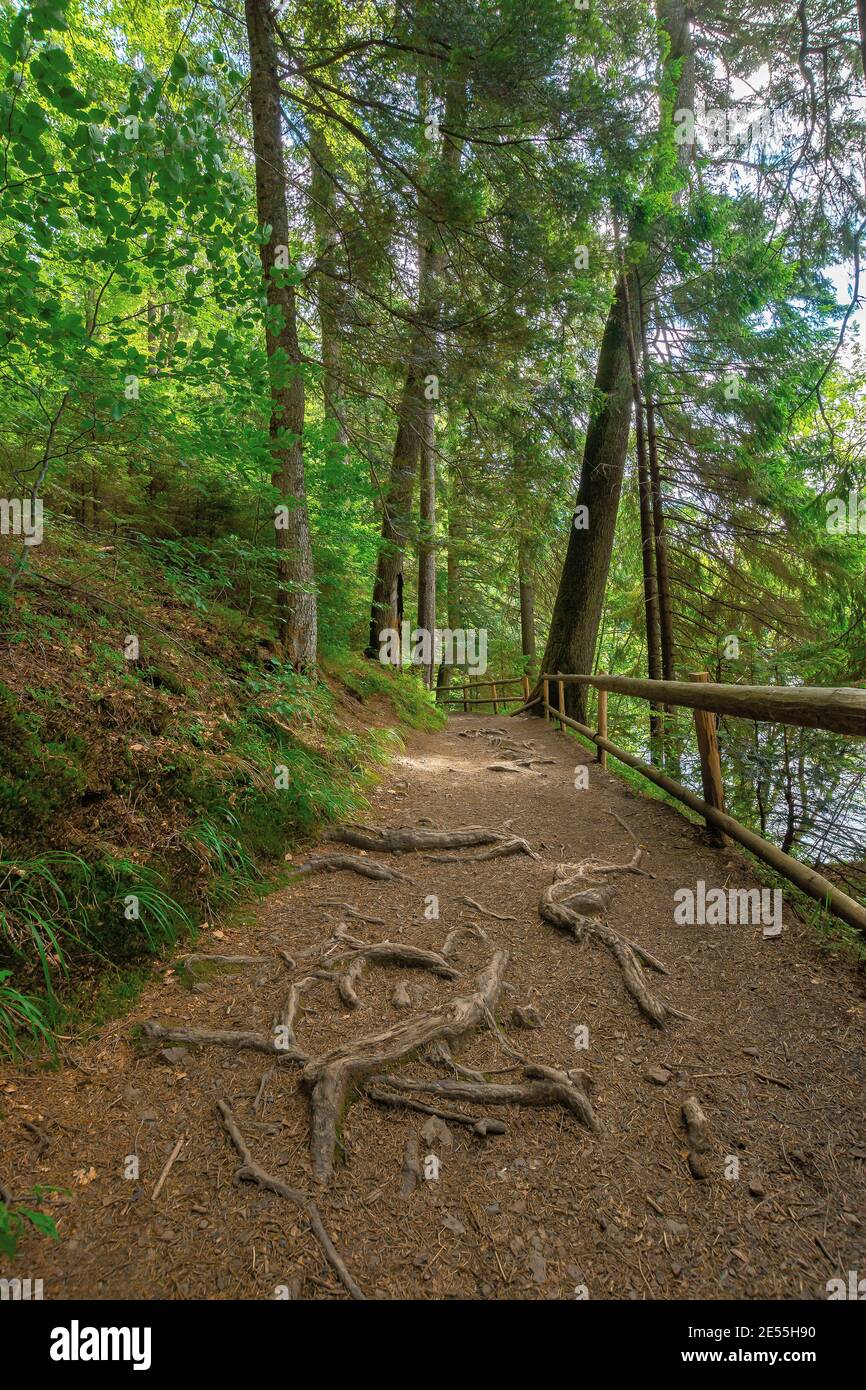 Trail durch den Wald im Sommer. Bäume und Zaun entlang des Weges. Wurzeln Stock aus dem Boden. Natur Reisekonzept, erkunden Sie die Wildnis Stockfoto