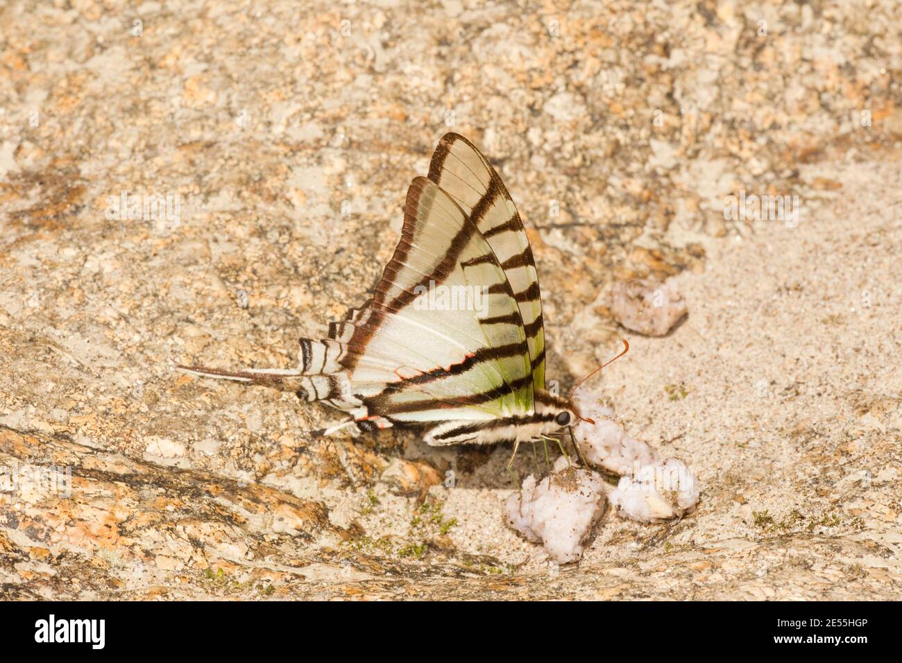 Gelbfleckiger Drachen-Schwalbenschwanz-Schmetterling, Eurytides-Telesilaus, Papilionidae. Stockfoto
