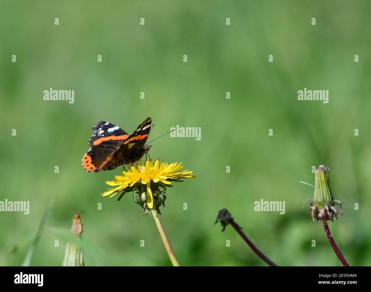 Vanesa atlanta Schmetterling auf der Blume eines Löwenzahn Stockfoto