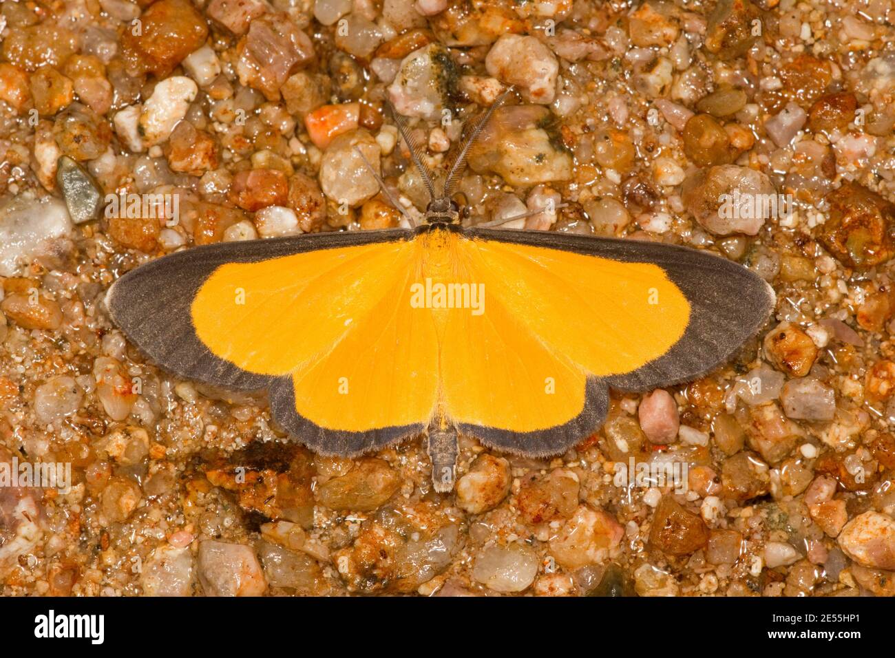 Tägliche Geometrid Moth, Smicropus eucyrta, Geometridae. Stockfoto