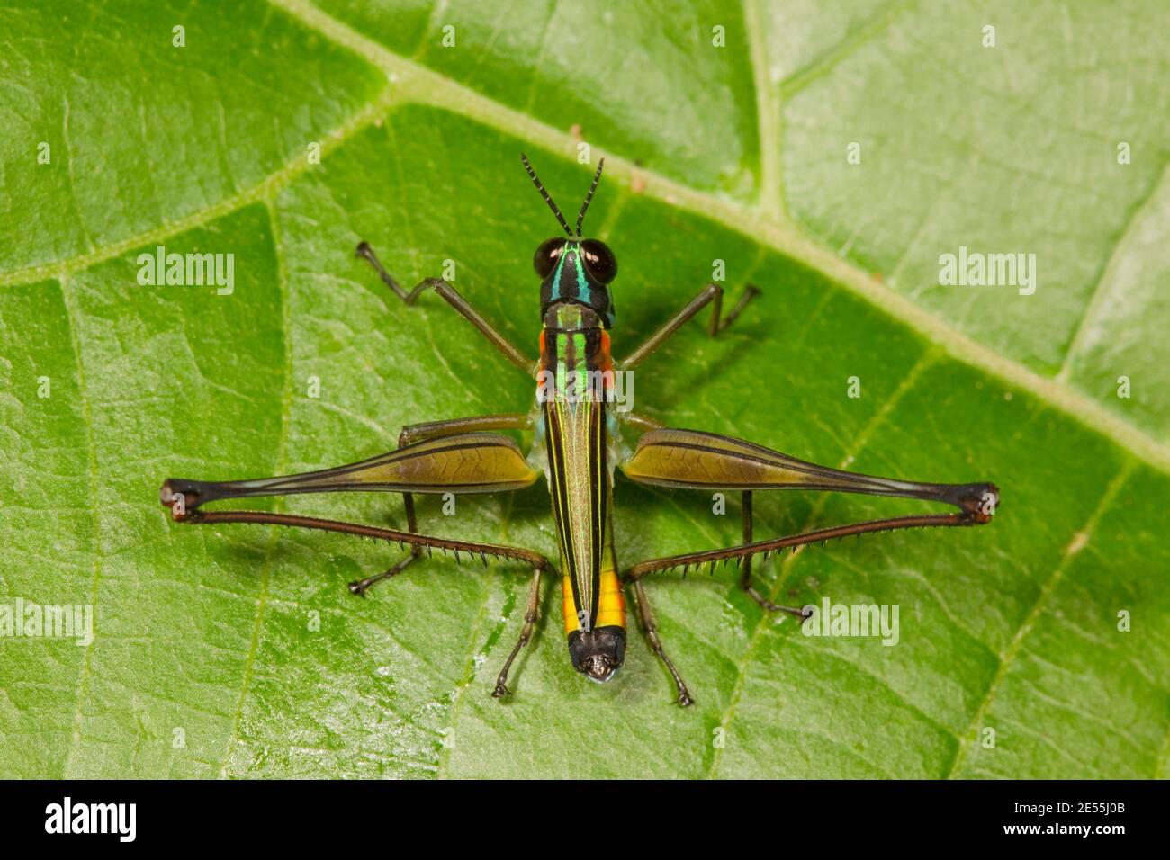 Eumastacidae orthoptera Fotos und Bildmaterial in hoher Auflösung Alamy