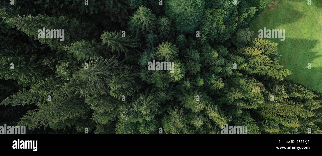 Luftaufnahme eines grünen Waldes von Pinien und Tannen Bäume während eines Sommermorgens, Norditalien. Stockfoto