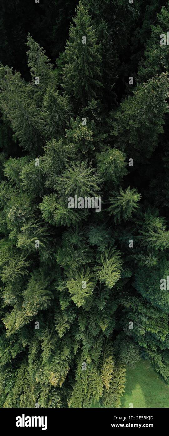 Luftaufnahme eines grünen Waldes von Pinien und Tannen Bäume während eines Sommermorgens, Norditalien. Stockfoto