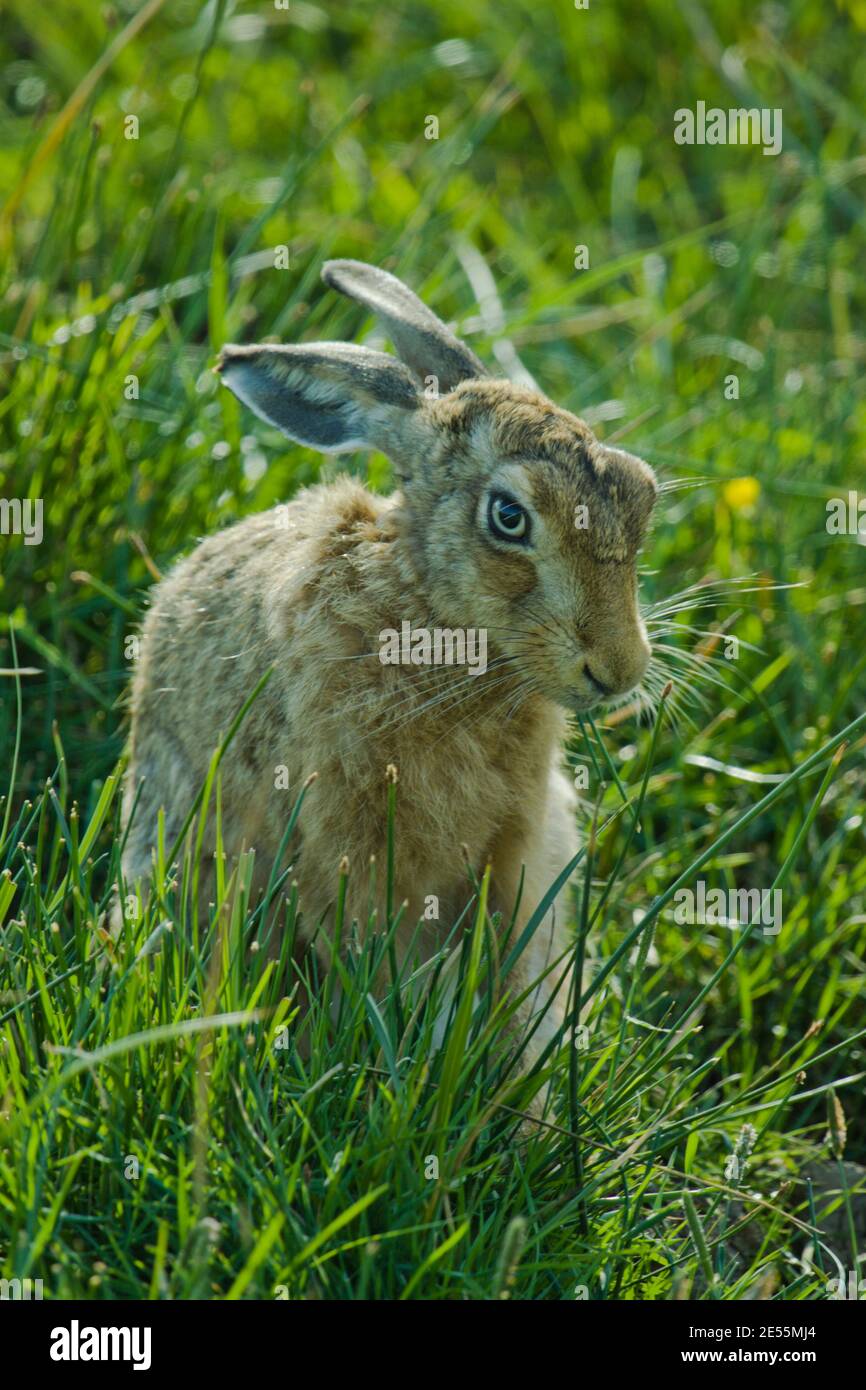 Wilder hase -Fotos und -Bildmaterial in hoher Auflösung – Alamy