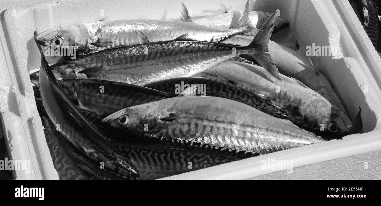 Frischer Fang von Makrelenfischen im Styroporbehälter. Nahaufnahme. Schwarzweißfoto. Stockfoto