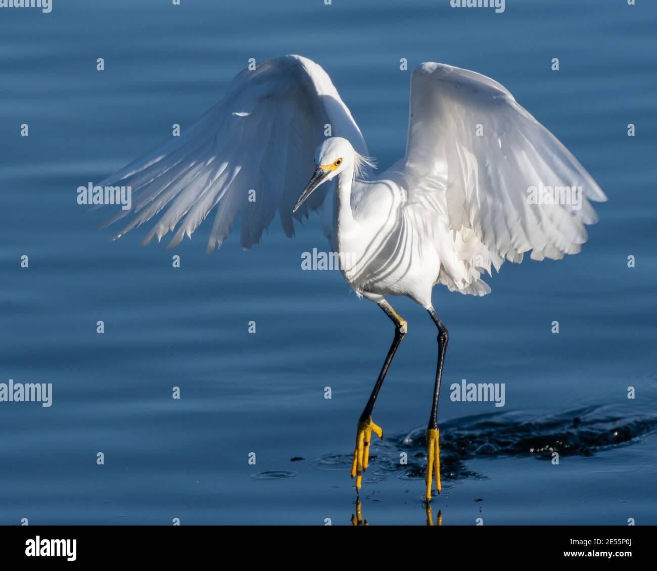 Anmutiger und schöner Schneegreiher-Vogel hat Flügel ausgebreitet, während auf Zehen über der Lagune Teich Wasseroberfläche. Stockfoto