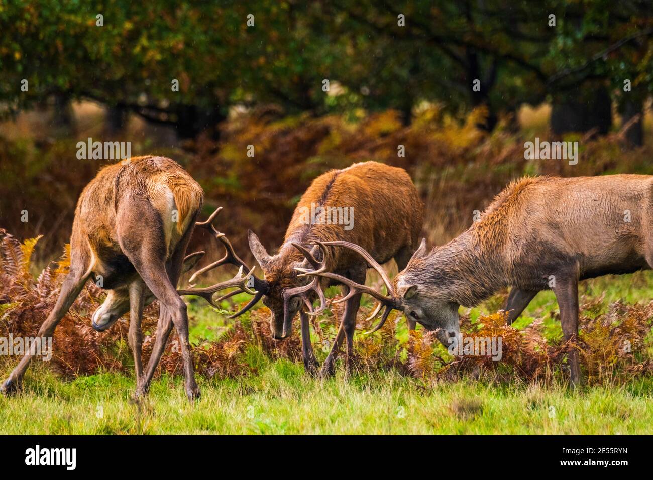 Drei Hirsche kämpfen während der Paarungszeit in Richmond. Stockfoto