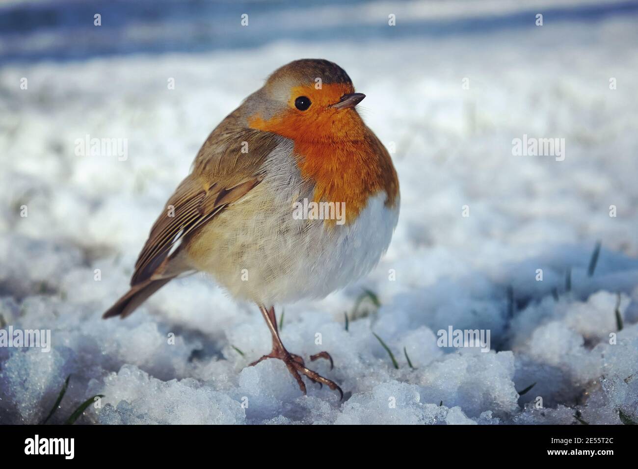 Der Europäische Rotkehlchen (Erithacus rubecula) Flauschig, um sich im Schnee warm zu halten Stockfoto