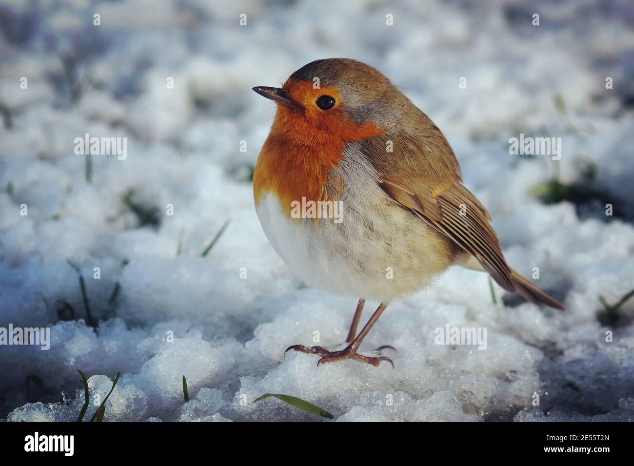 Der Europäische Rotkehlchen (Erithacus rubecula) Flauschig, um sich im Schnee warm zu halten Stockfoto