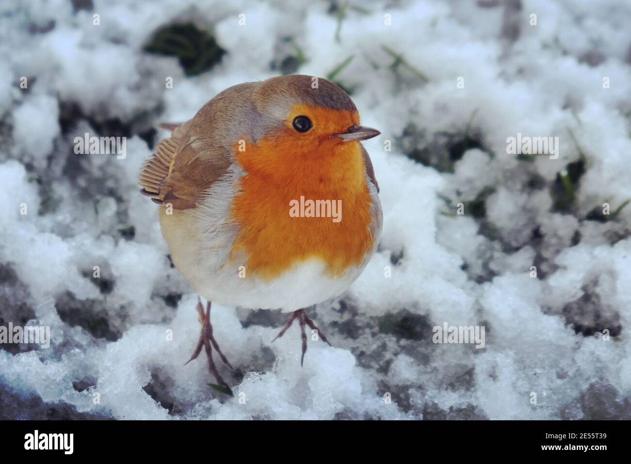 Der Europäische Rotkehlchen (Erithacus rubecula) Flauschig, um sich im Schnee warm zu halten Stockfoto