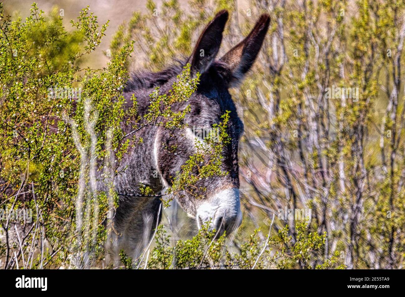 Wilde Burros in der Sonoran-Wüste in der Nähe von Phoenix, Arizona Stockfoto