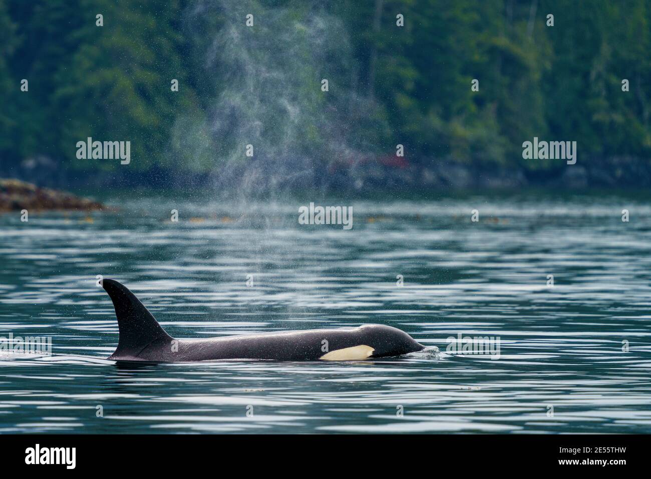 Nördliche lebende Killerwale (Orcinus Orca) in der Nähe der Küste im Broughton Archipel, First Nations Territory, British Columbia, Kanada.(A Stockfoto