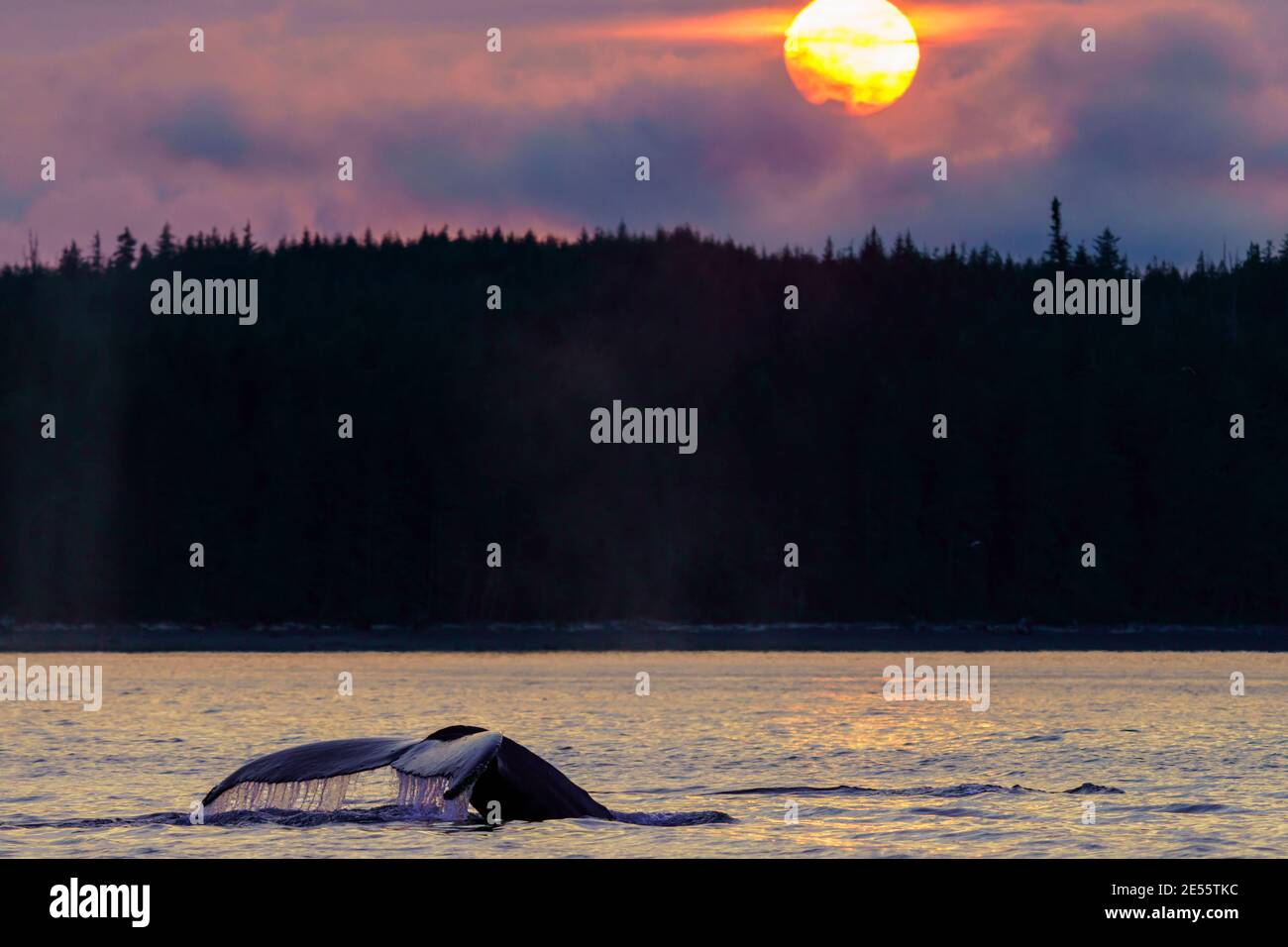 Buckelwal (Megaptera novaaeangliae), der seinen schwanzflosse hebt, bevor er an einem regnerischen Tag vor Malcolm Island nahe dem Broughton A zu einem tieferen Tauchgang aufbricht Stockfoto