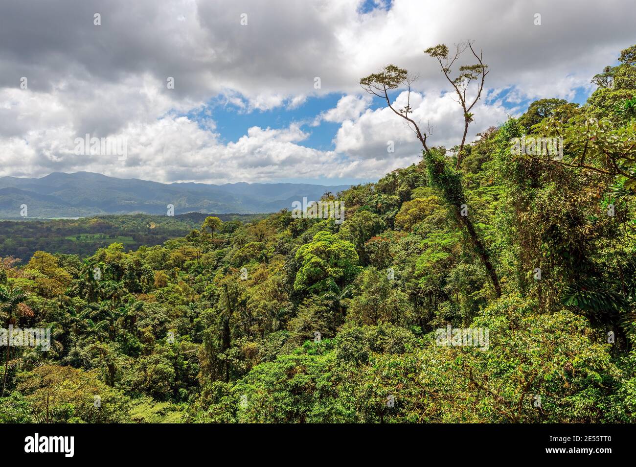 Tropische feuchte Regenwald Landschaft, Arenal Vulkan Hängebrücken, Costa Rica. Stockfoto