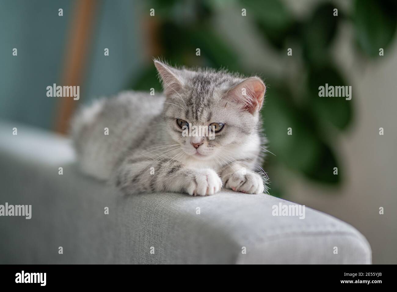 Graue tabby Katze liegt auf der Rückseite des Sofas In einem gemütlichen Zuhause Stockfoto