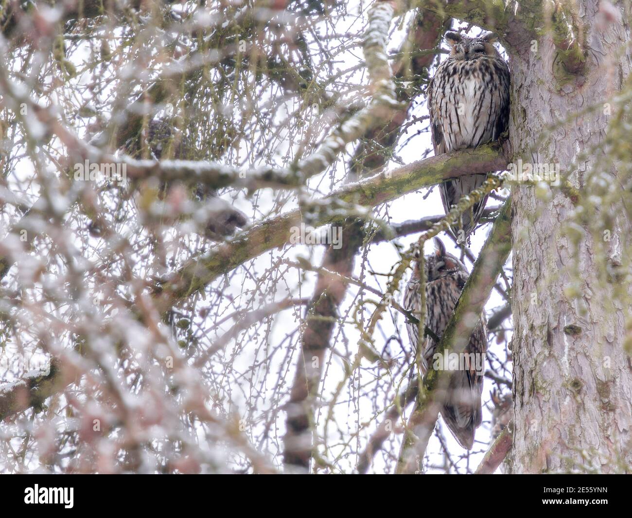 2 Eulen in einem Baum im Winter Stockfoto
