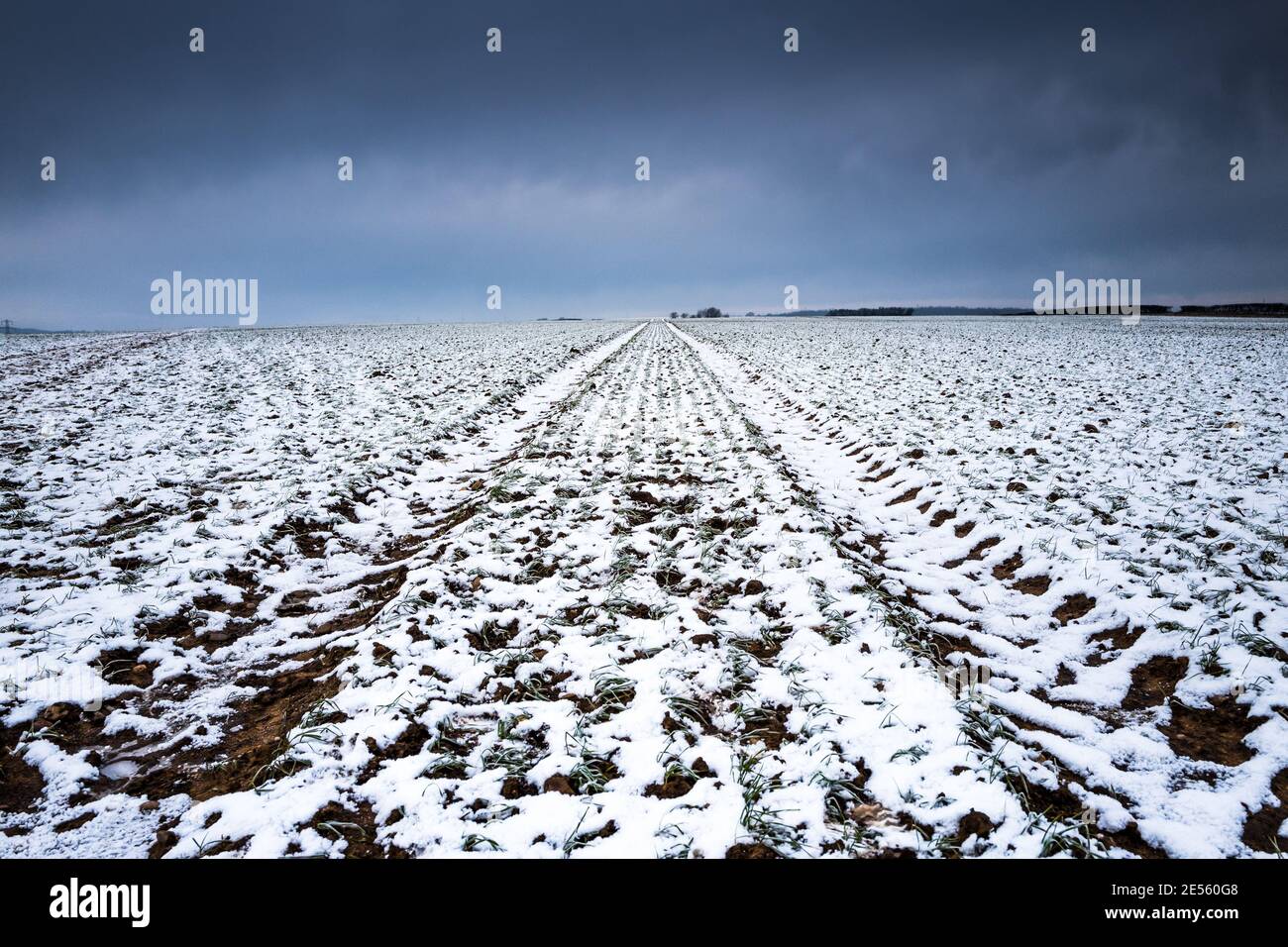 Dünne Schneeschicht auf einem Feld. Stockfoto