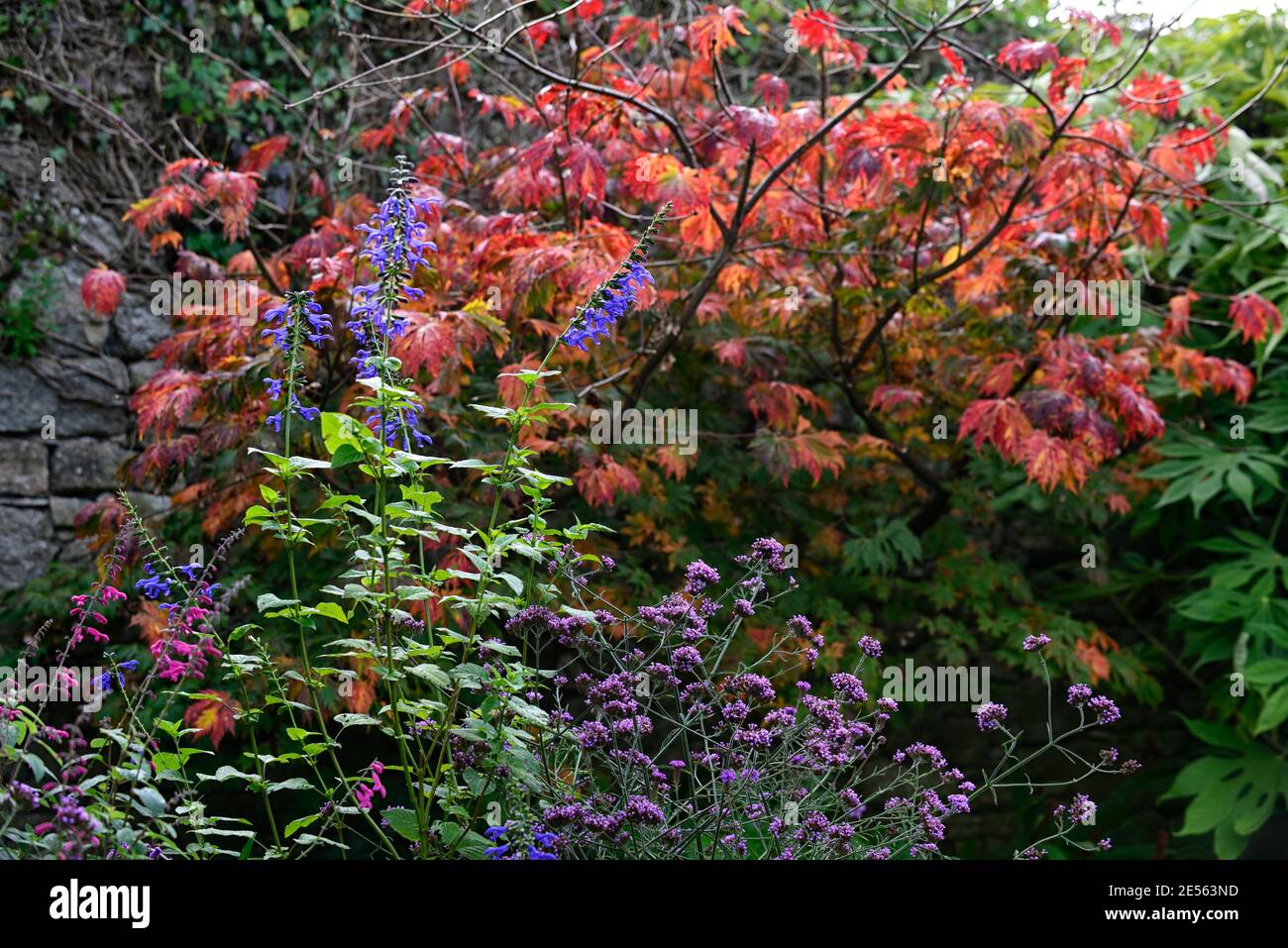 Verbena bonariensis,Salvia amistad,Acer palmatum,Herbstblätter,Herbstlaub,wenden,drehen,ändern,ändern,Farbe,Farbe,Herbst,Fall,Baum,Bäume,golden Stockfoto