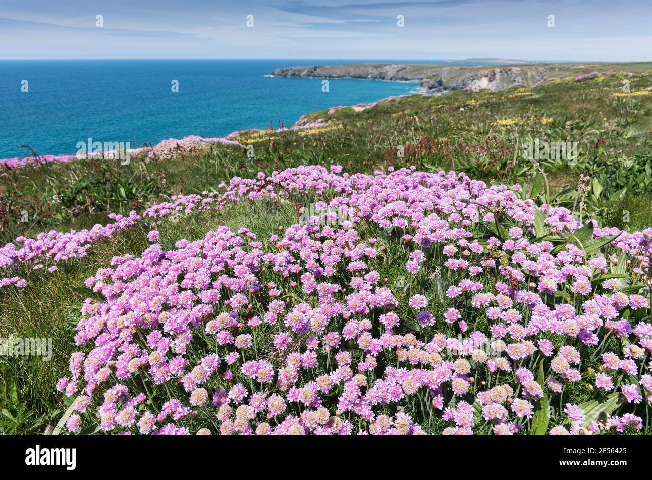 Meeresgedieh Armeria maritima wächst auf dem Küstenweg bei Bedruthan Steps in Carnewas in Cornwall. Stockfoto