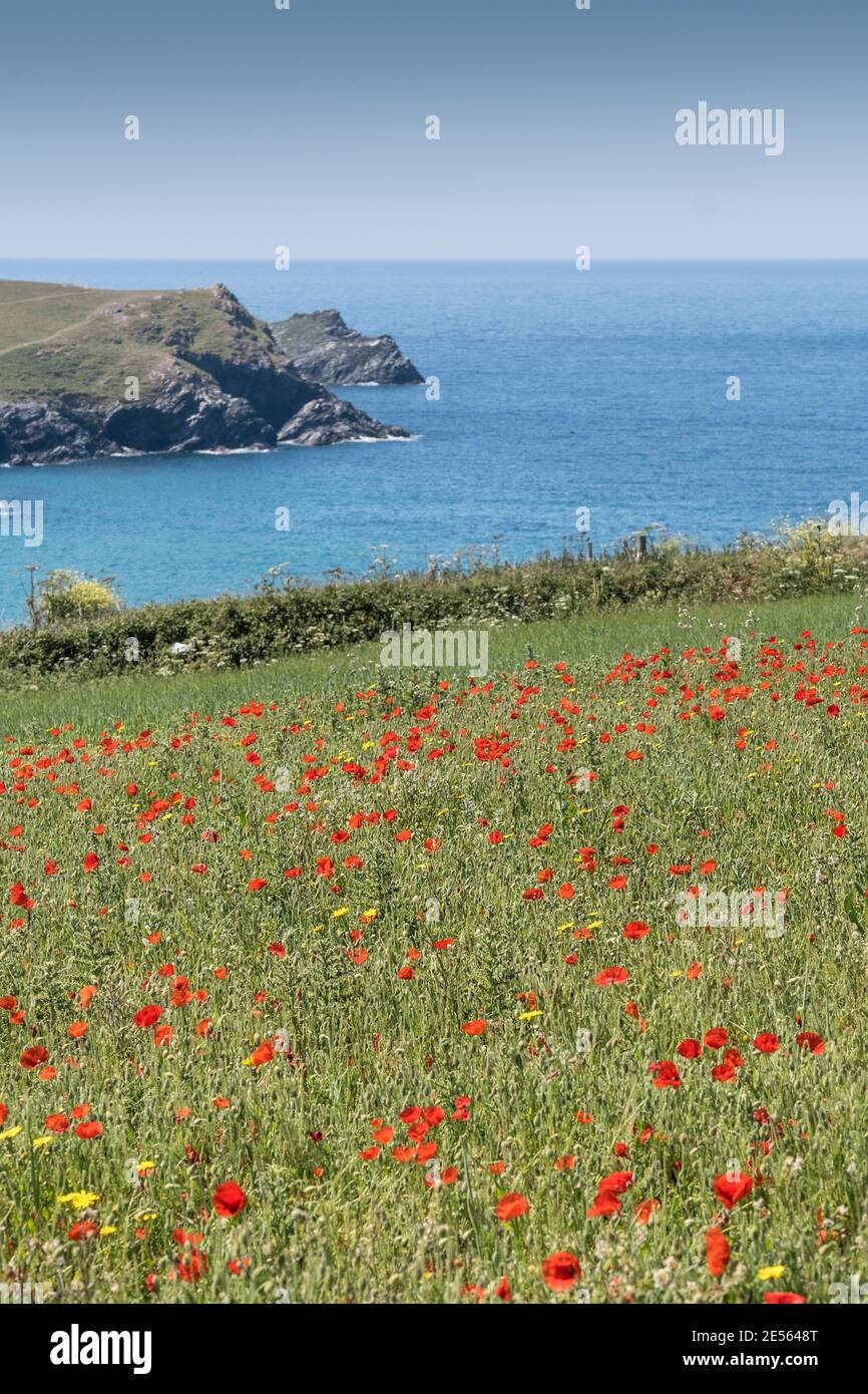 Der spektakuläre Anblick der Papaver-Rhoeas, die auf einem Feld mit Blick auf Polly Porth wachsen, scherzt im Rahmen des Ackers Fields Project auf dem Pentire Point West in Newquay in Cornwall. Stockfoto