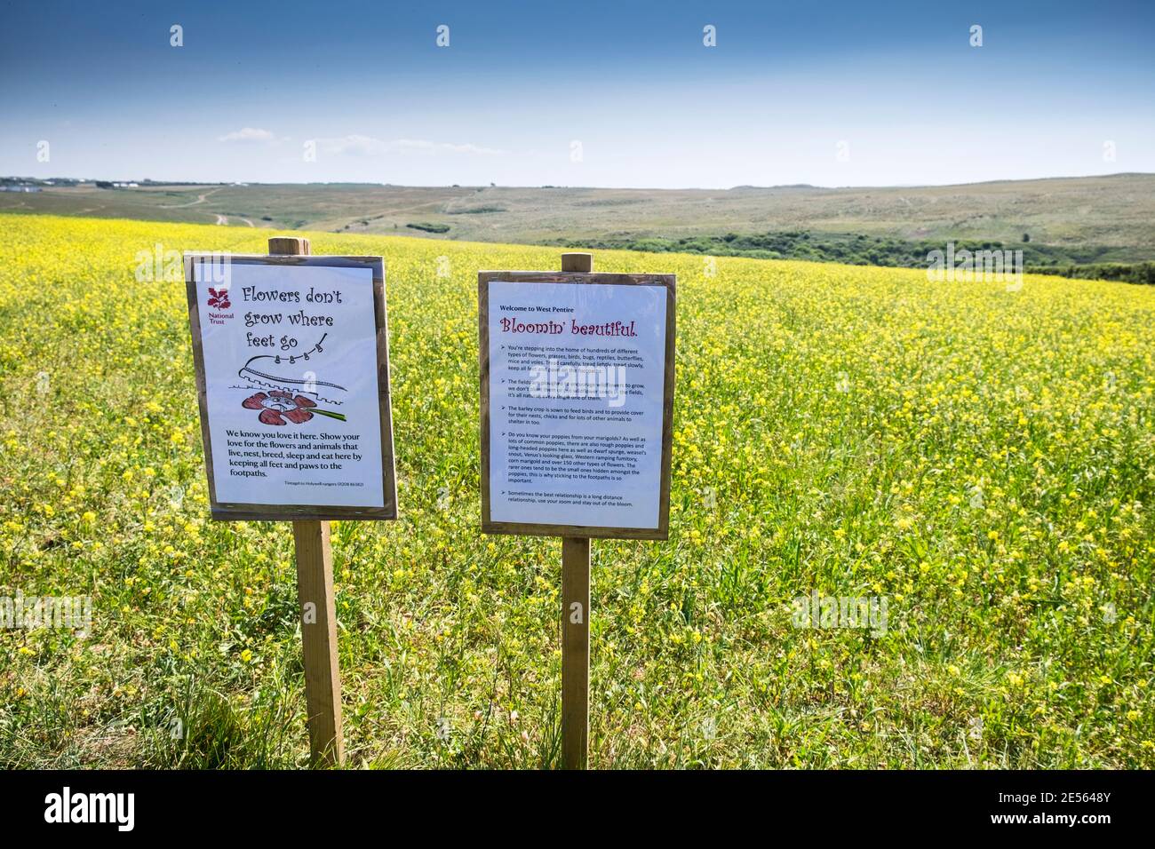 Informationstafeln am Rande eines Feldes voller Charlock Mustard Sinapis arvensis, das als Teil des Ackerkackprojekts auf Ganze Point West in Newquay in Cornwall wächst. Stockfoto