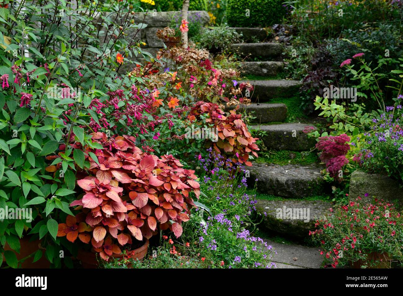 Coleus Lagerfeuer, Solenostemon scutellarioides Lagerfeuer, Dahlia, Salvia Liebe und Wünsche, Blumen, Treppen, Pfad, Orange, Rost, Blätter, Laub, Töpfe, Behälter, terr Stockfoto