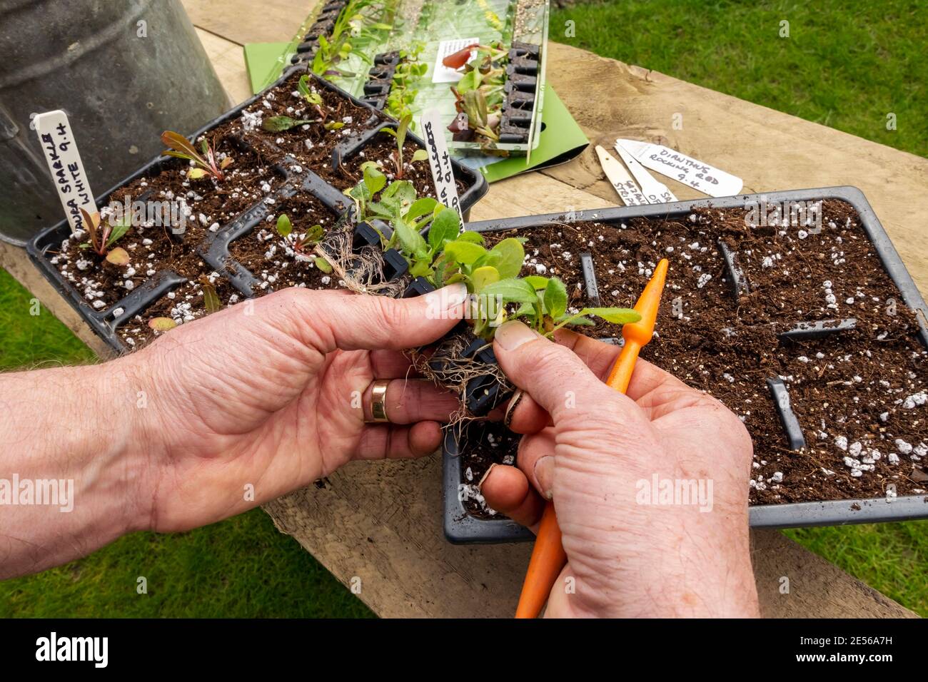 Nahaufnahme des Mannes, der Rudbeckia herauf stopfe Pflanzen in Plastiktöpfe. Stockfoto