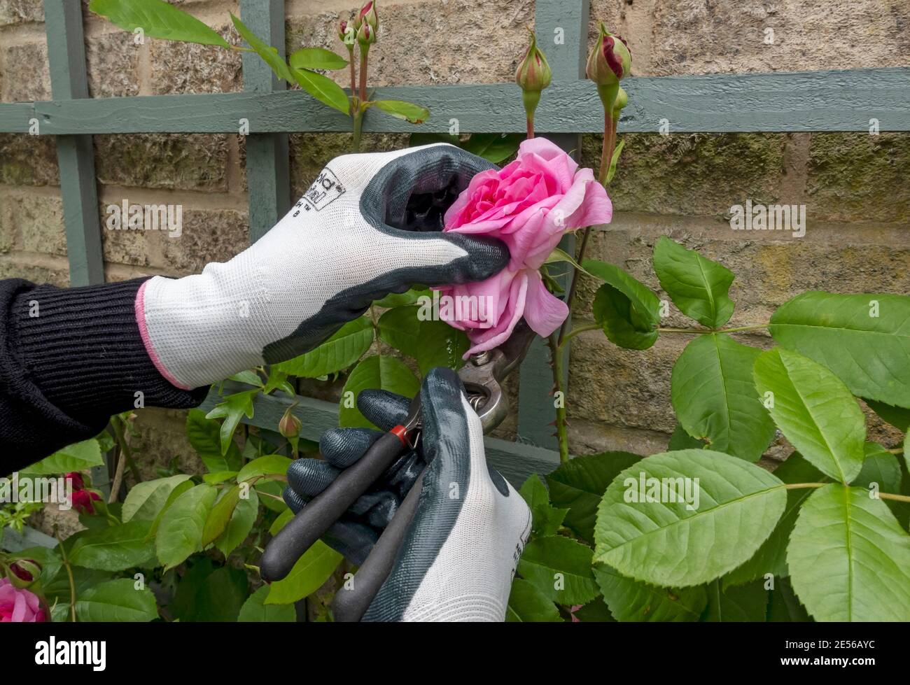 Nahaufnahme des Gärtners, der im Sommer eine rosafarbene Rose 'Gertrude Jekyll' mit Gartenschere führt. Stockfoto