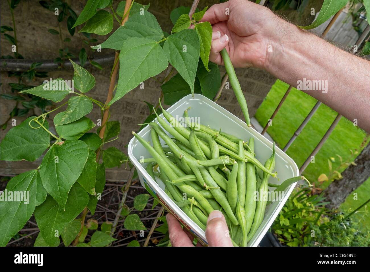 Nahaufnahme des Mannes, der im Sommer zarte grüne Läuferbohnen im Garten pflückt. Stockfoto