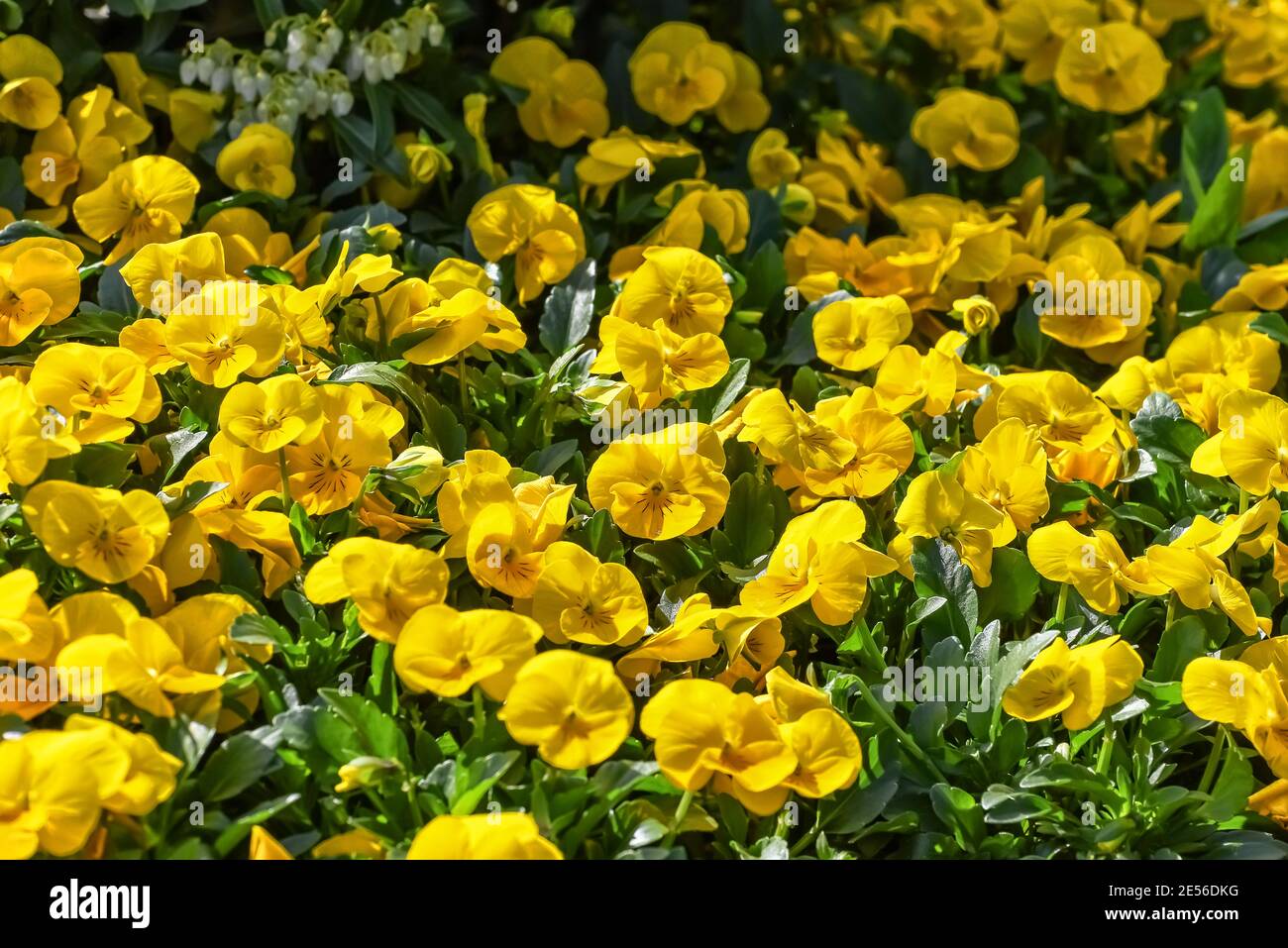 Gelbe Stiefmütterchen, die das eine obere überlappende Blütenblatt, die beiden seitlichen Blütenblätter und das einzelne untere Blütenblatt zeigen. Blumen für den Garten, Landschaftsgestaltung. Stockfoto