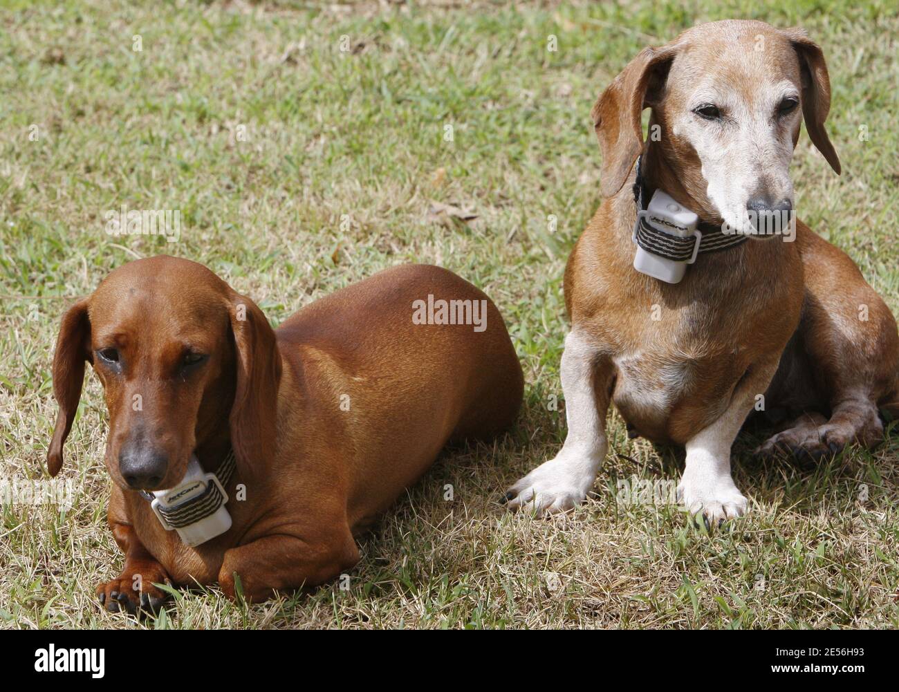 Der Prinz Henrik von Dänemark und Königin Margrethe II. Von Dänemarks Hunden posieren mit ihrem speziellen Anti-Rinde-Coller am 8. August 2008 im 'Chateau de Caix' bei Cahors, Frankreich. Das 25 Hektar große Familiengut produziert rund 160,000 Flaschen Cahors Rot- und Weißwein, die auch nach Dänemark, Kanada und Japan exportiert werden. Prinz Henrik von Dänemark ruht nach der Operation seines Arms. Foto von Patrick Bernard/ABACAPRESS.COM Stockfoto