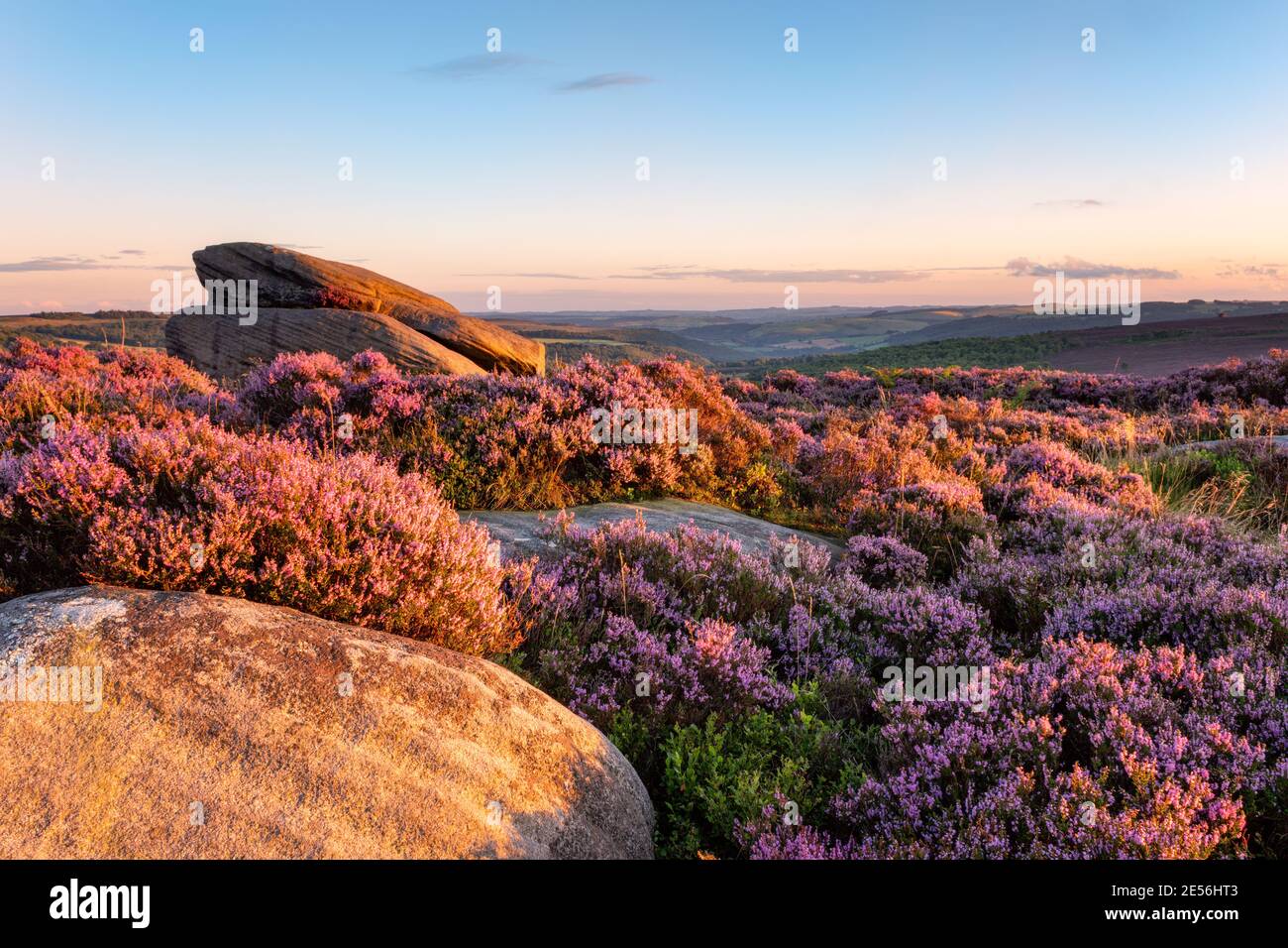 Blühende Heide und Felsbrocken auf Carl Wark bei Sonnenuntergang. Stockfoto