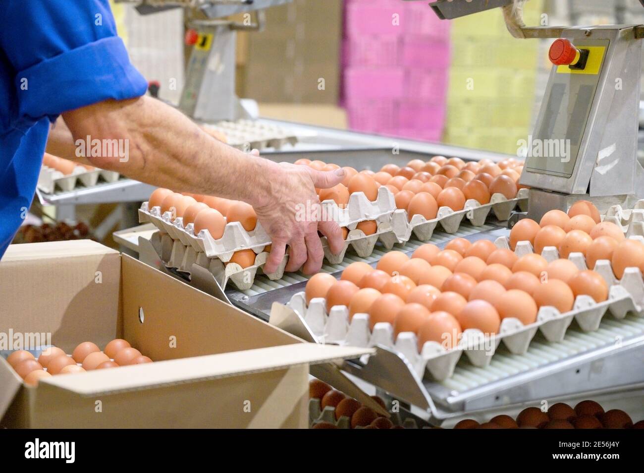 Fabrik Hühnereiproduktion. Arbeiter sortieren Hühnereier auf Förderband. Agrarunternehmen. Hochwertige Fotos Stockfoto