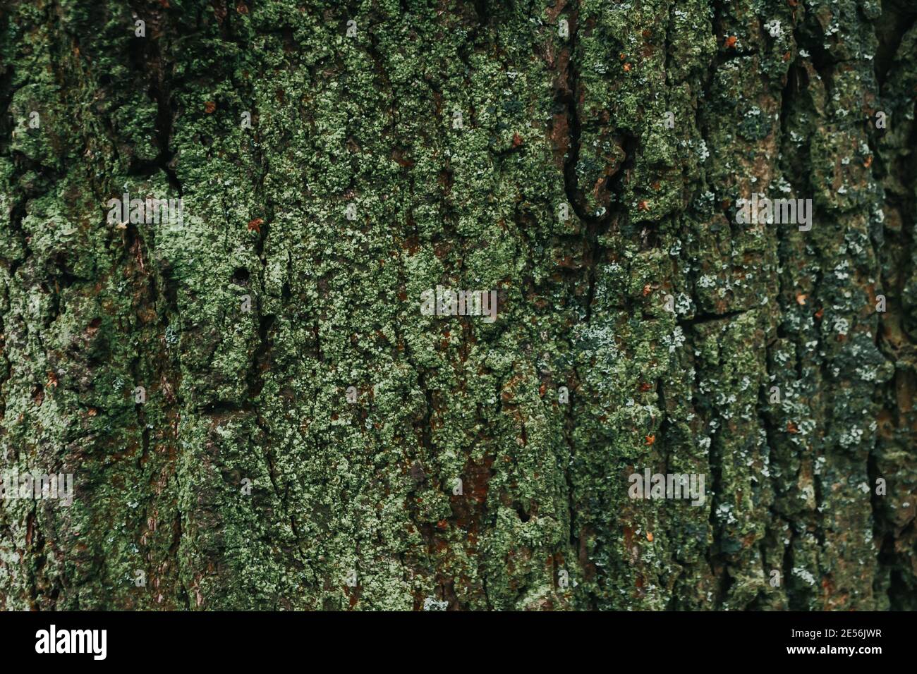 Dunkelgrüne Baumrinde Textur für Hintergrund. Schöne grüne Tapete. Moos auf der Rinde eines Baumes. Eiche im Wald bedeckt mit Moos und Flechten. Co Stockfoto