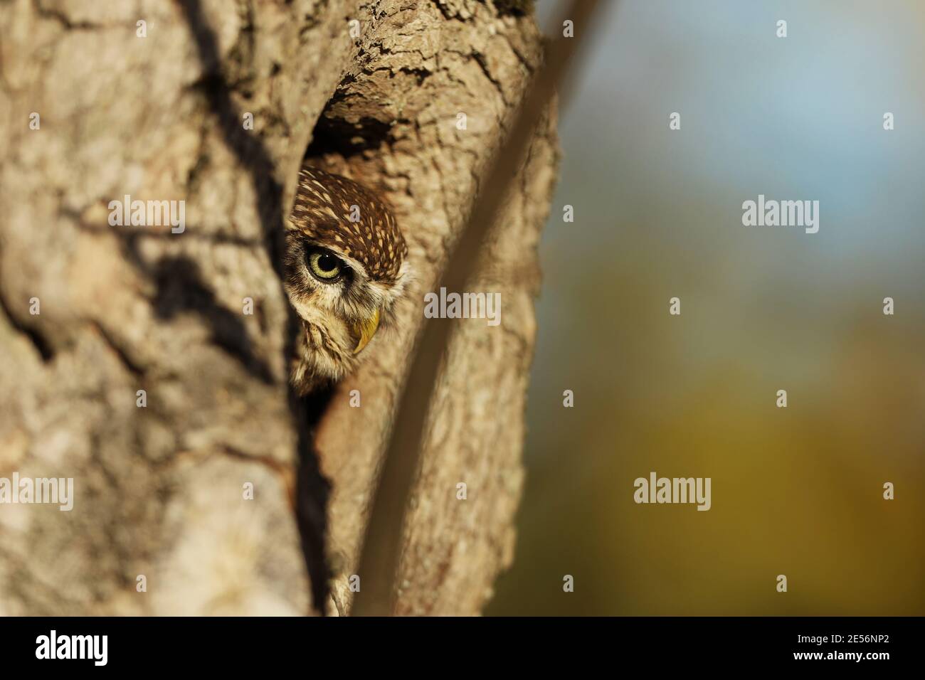 Kleine Eule ( Athene noctua) im Nistloch im Wald, Mitteleuropa. Porträt des Vogels in der Natur Lebensraum, . Stockfoto