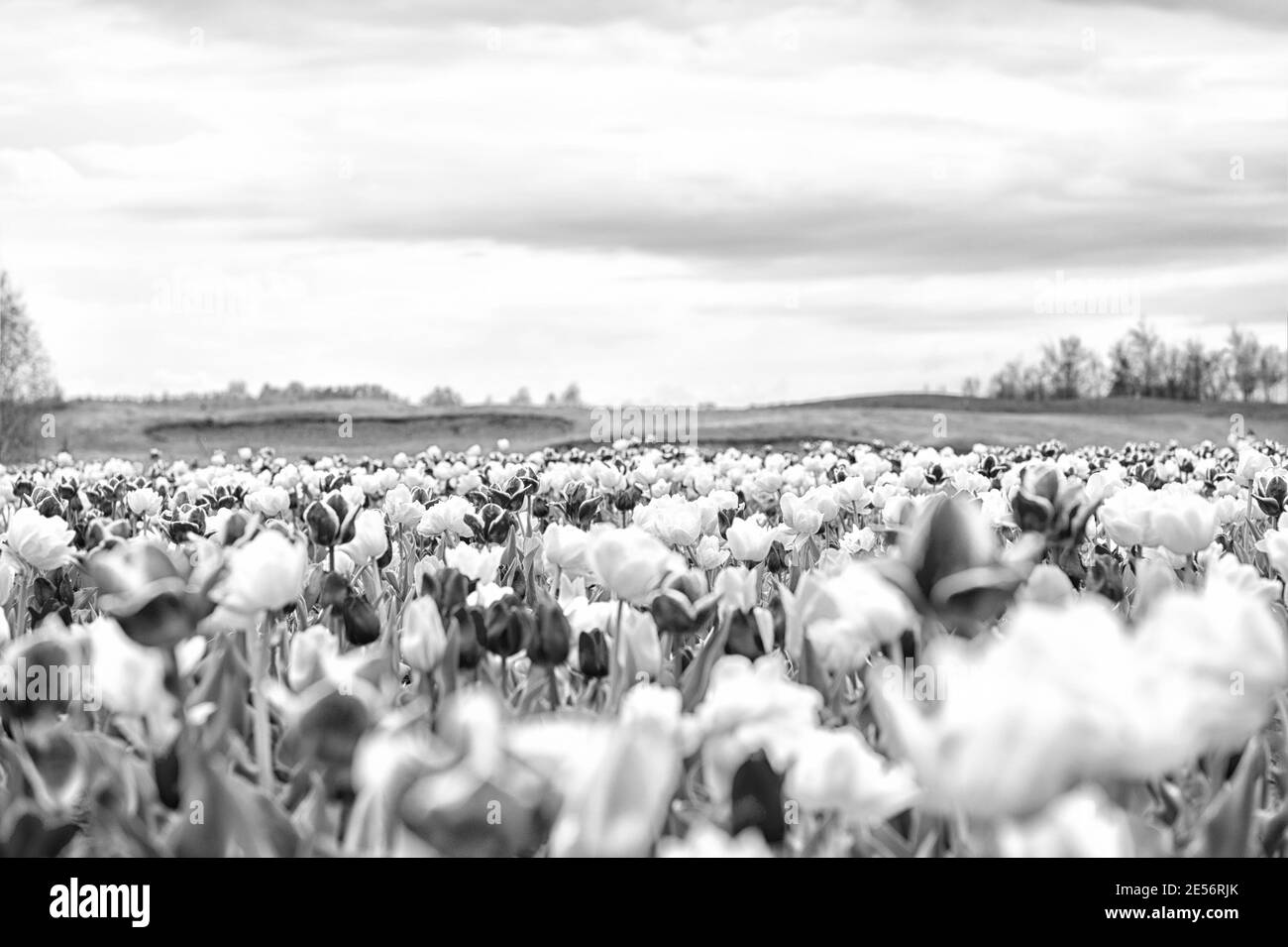 Landschaft der niederländischen Tulpen. Reisen im Frühling. Bunte Frühlingszolpenfeld. Bunte lebendige Blumen. Schönheit der Natur. Genießen Sie saisonale Blüten. Mehrfarbige Blumen im Feld. Kopierraum. Stockfoto