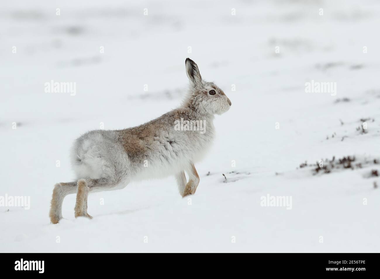 Berghase (lepus timidus) Stockfoto