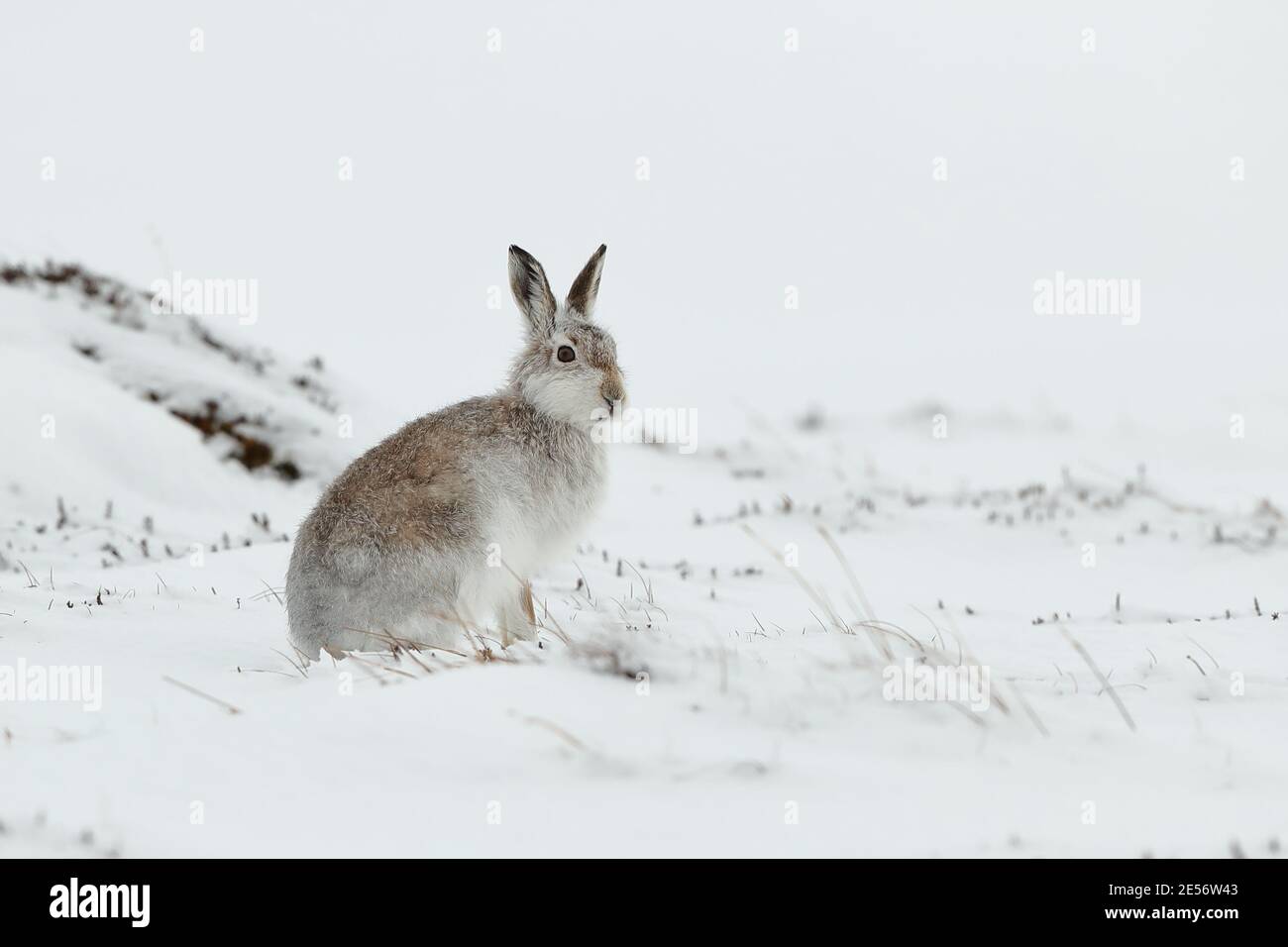 Berghase (lepus timidus) Stockfoto