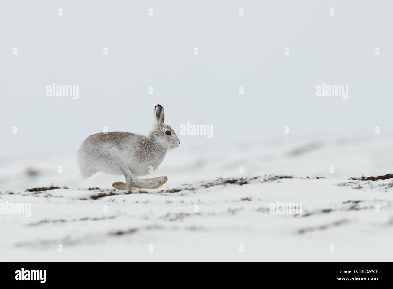 Berghase (lepus timidus) Stockfoto