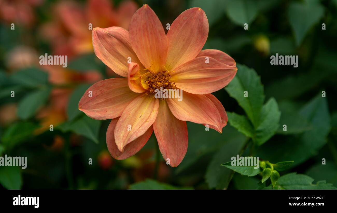 Eine einzelne Dahlien aus Aprikose und Zitrone in einem australischen Garten Stockfoto