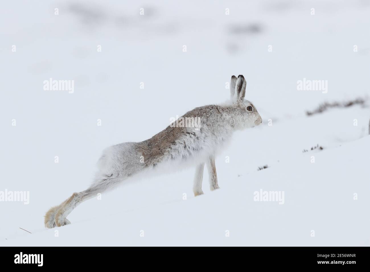 Berghase (lepus timidus) Stockfoto